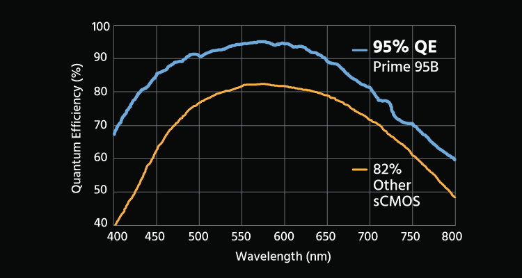一般sCMOS與Prime 95B的光電效率(QE)比較
