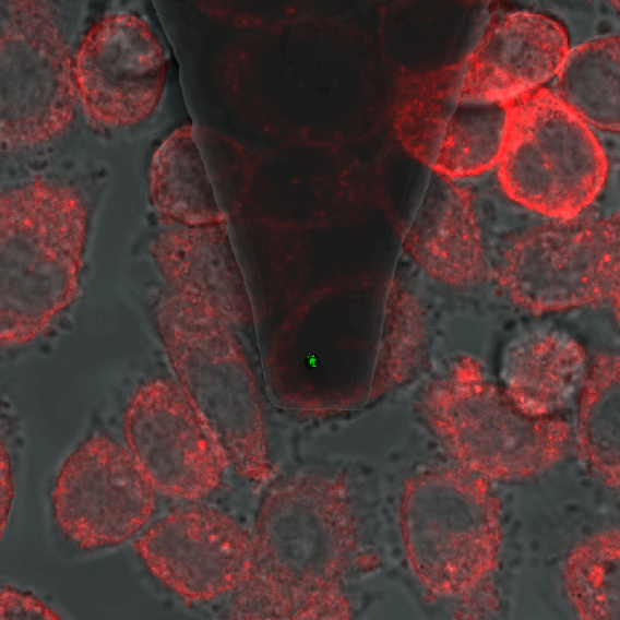 AFM-tip-with-single-virus.png