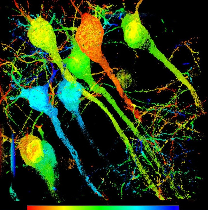 Neurons_Depthcoded.jpg