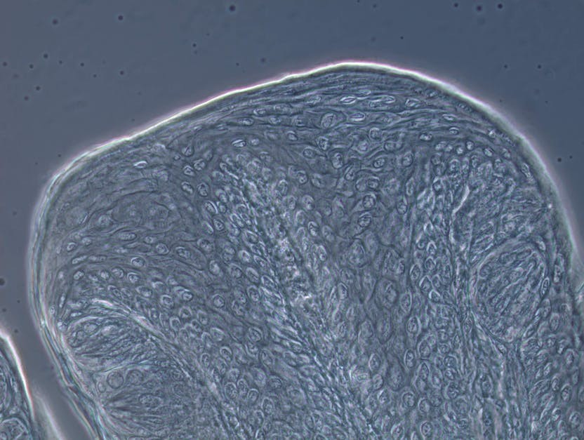 phase-contrast_taste-buds-rabbit_primostar-3_40x.ts-1611073079890.jpg