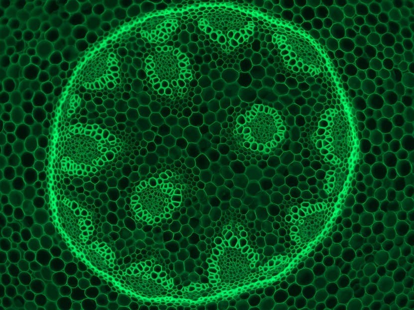 fluorescence_convallaria_blue-38_10x_primostar-3.ts-1611165811602.jpg
