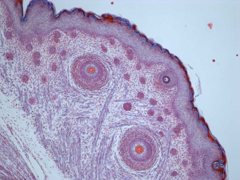 brightfield_mouse-hair-follicle_10x_primostar-3.ts-1611165439398.jpg