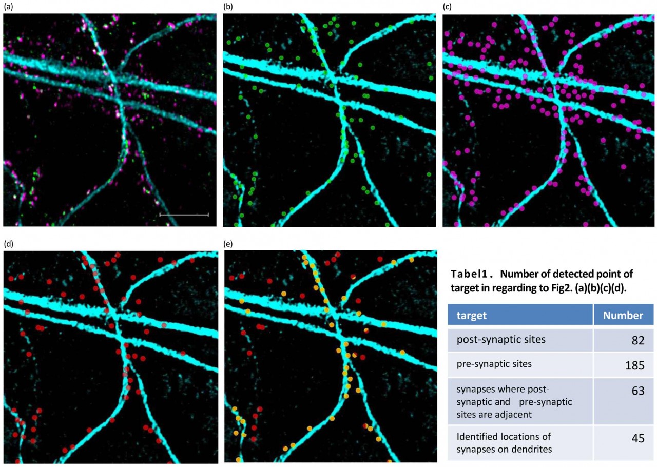 High-Resolution-Confocal-Imaging-that-Accurately-Captures-Localization-of-Synapse-Region-in-Cultured-Neurons-2.jpg