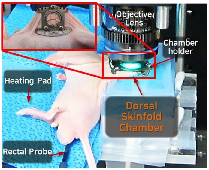 Dorsal skin chamber.jpg