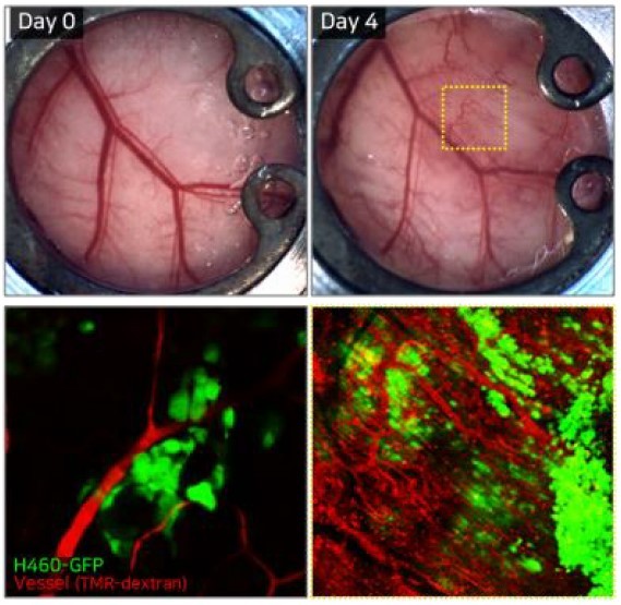 Dorsal skin image.jpg