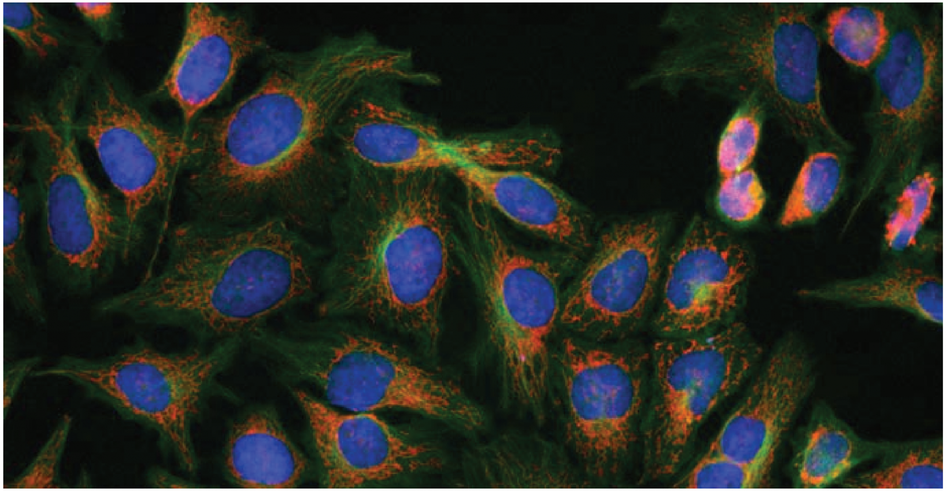 fluorescence.png